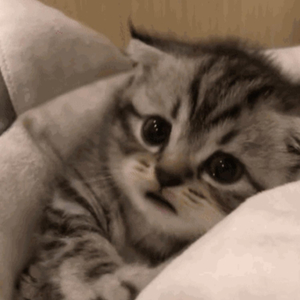 欧美成人无码A片免费
