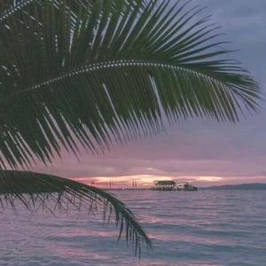 欧美成人无码A片免费
